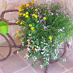 Arenaria Leucadia Vila